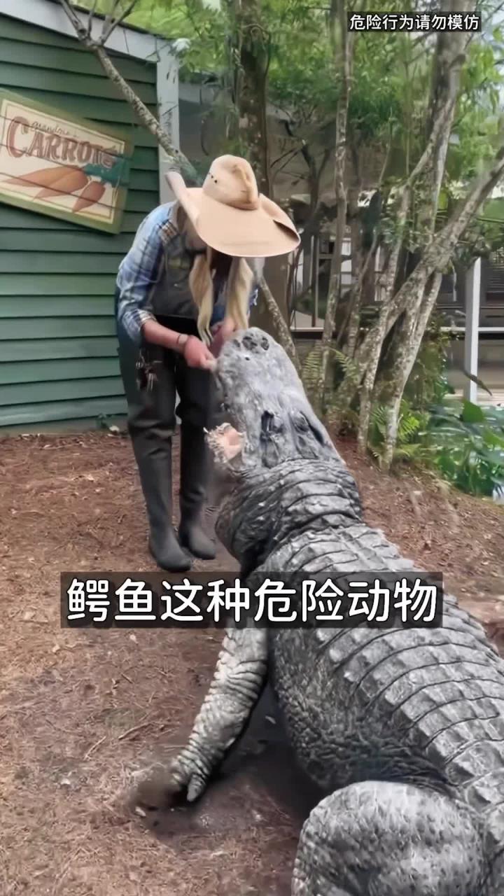 想不到：小姐姐饲养13年的鳄鱼竟然越狱了
