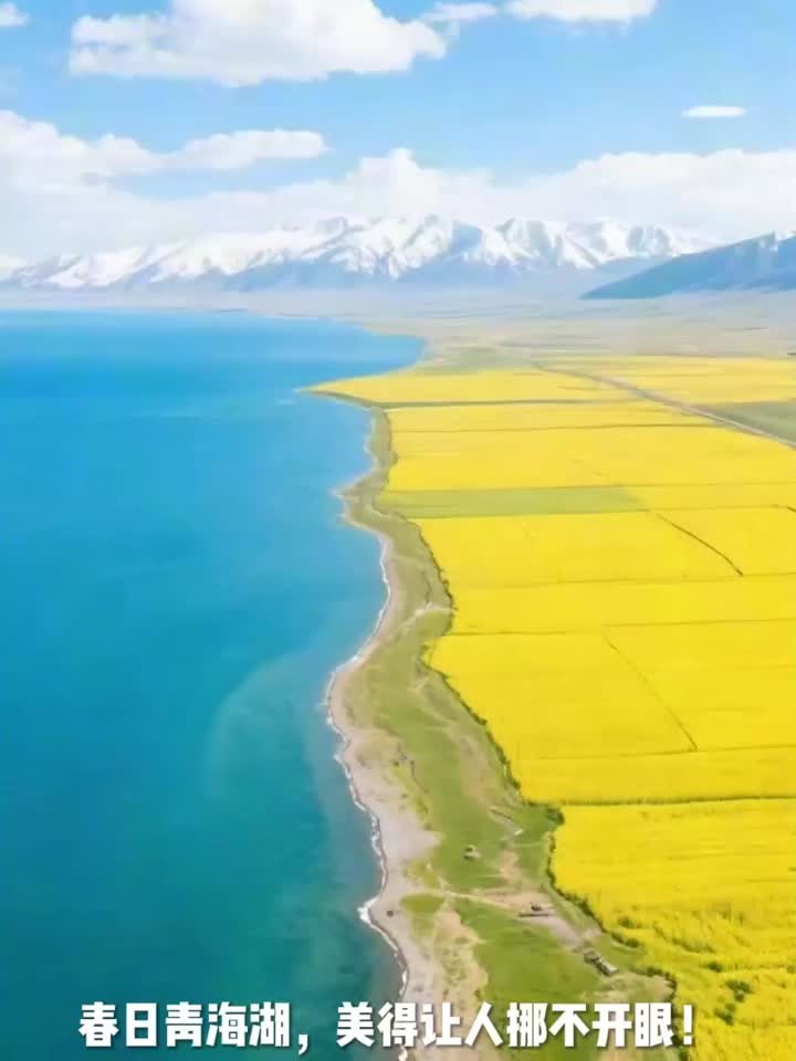 打卡青海湖，春日环湖油菜花 + 候鸟观赏攻略