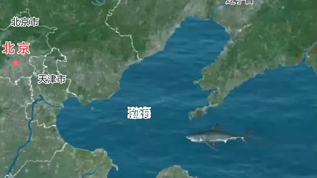 渤海里网黑鱼