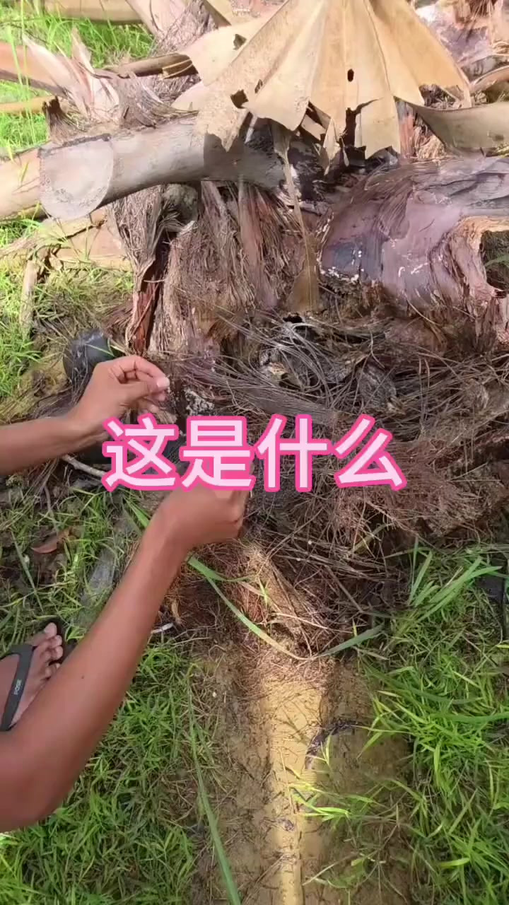 这难不成就是珍珠鸡吗