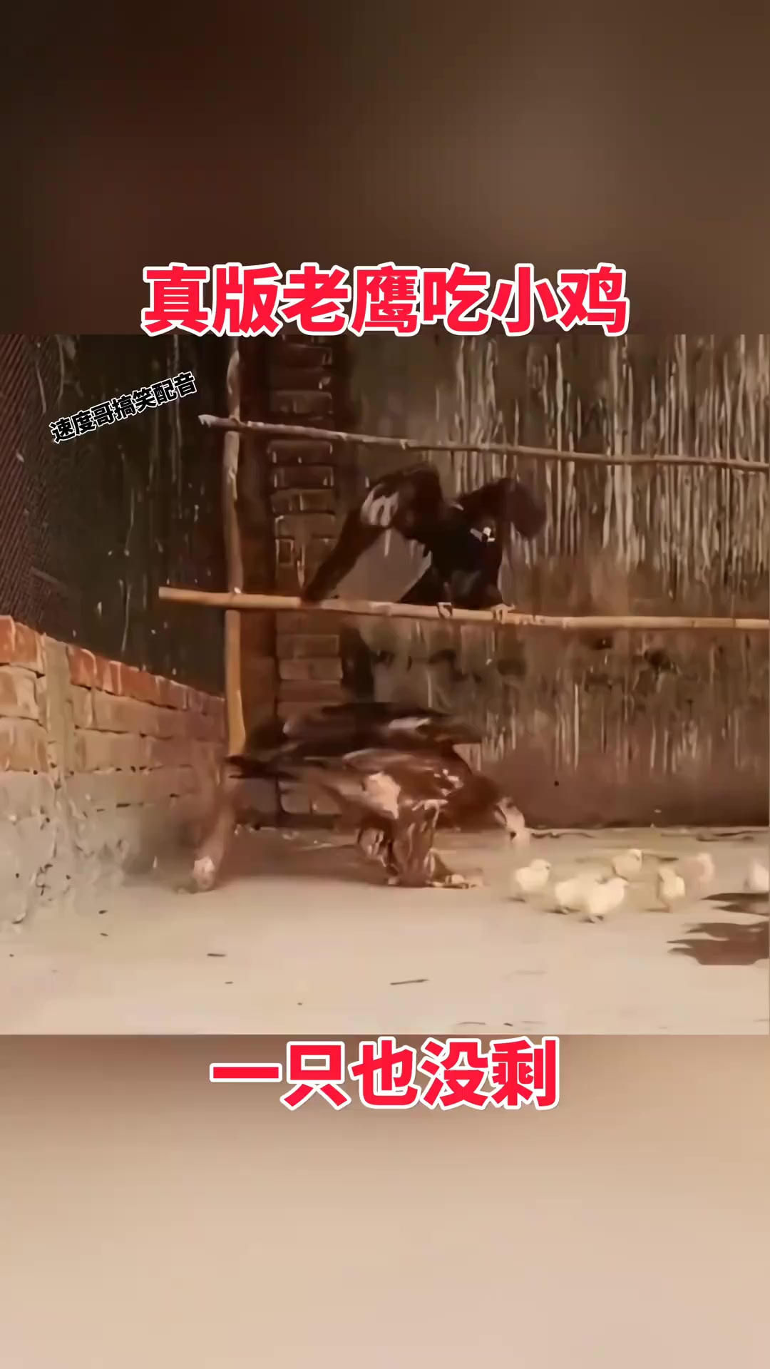 真版老鹰吃小鸡,一只也没剩