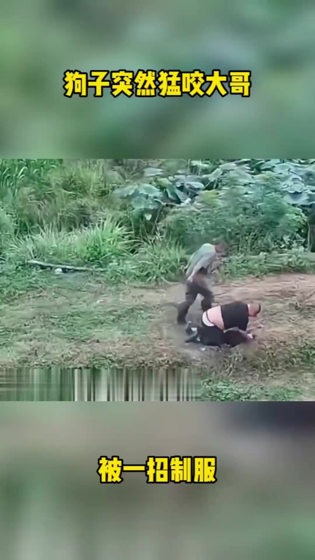 今晚大哥吃狗肉