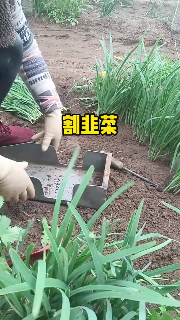 原来割韭菜还有专门的工具