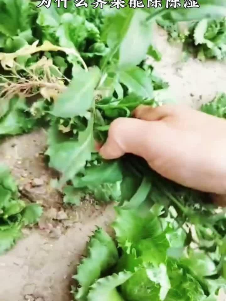 秋季健脾靓汤,孩子爱喝的马蹄玉米排骨汤!