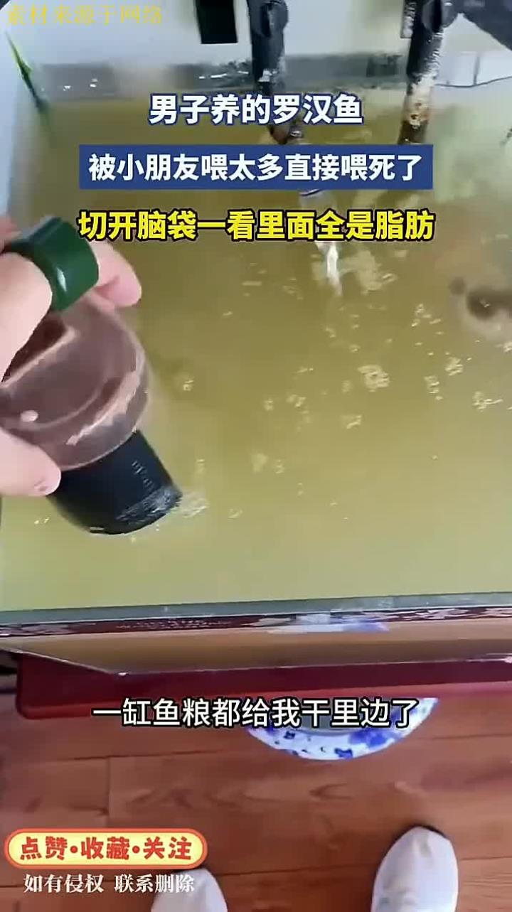 罗汉鱼大脑袋里都是什么?男子养的罗汉鱼,被小朋友喂太多直接撑死了,脑袋打开直接看