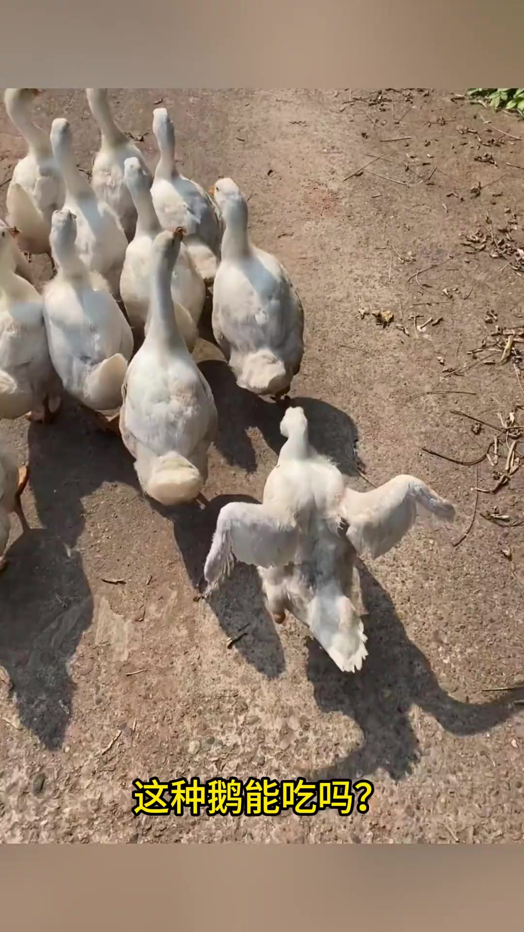 分享12种不同品种的鹅！你见过几种！