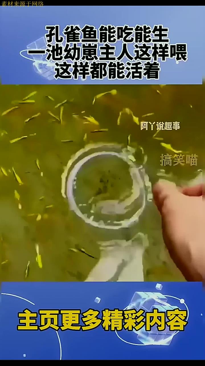 孔雀鱼能吃能生,一池幼崽主人这样喂,这样都能活着