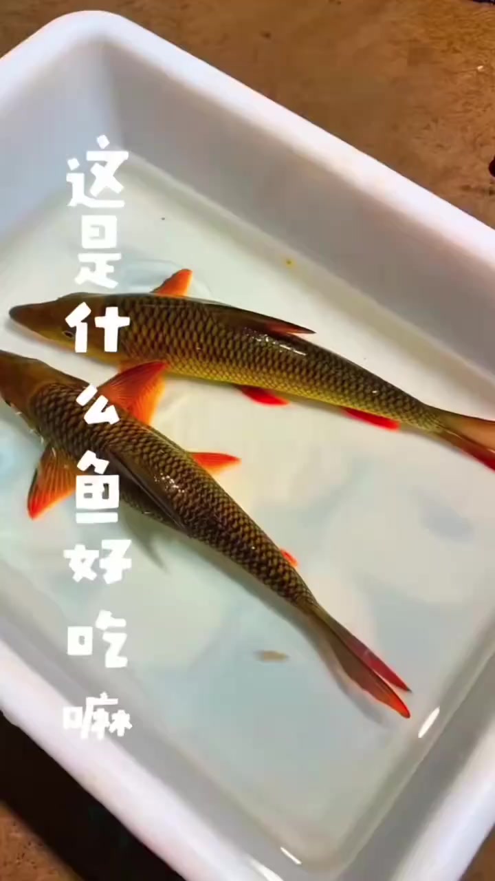 科普几种鱼类，你们吃过哪些