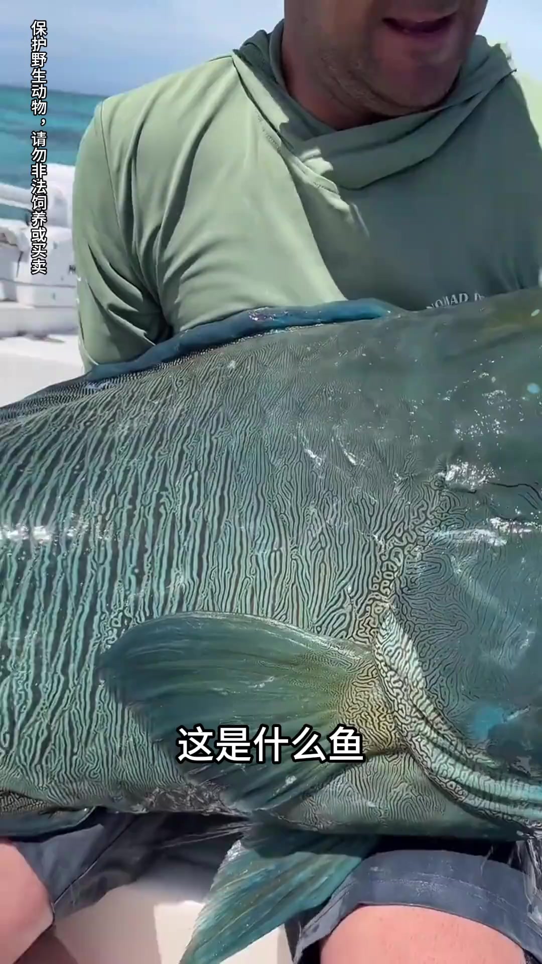 这几种你见过吗？