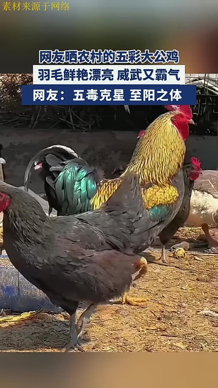 网友晒农村的五彩大公鸡,羽毛鲜艳漂亮 威武又霸气!来源:萌宝砥砺前行 编辑:孙梦