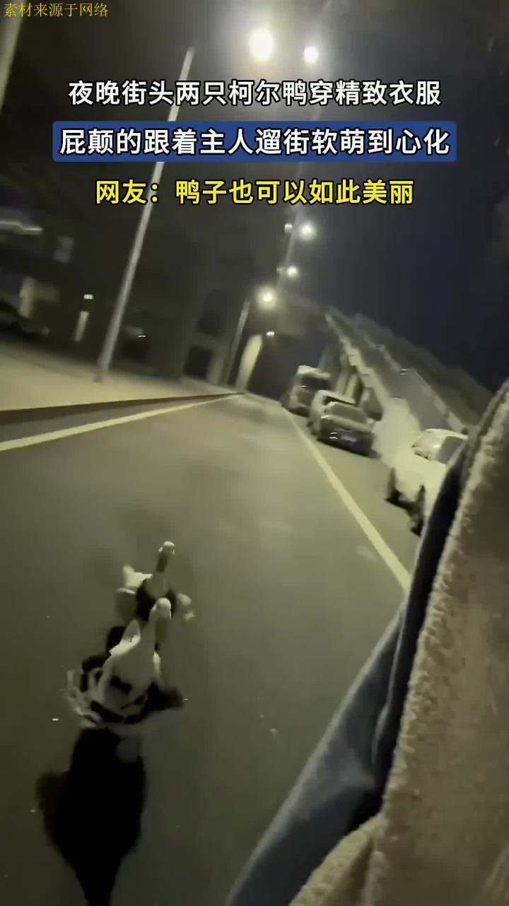 夜晚街头两只柯尔鸭穿精致衣服,屁颠的跟着主人遛街软萌到心化