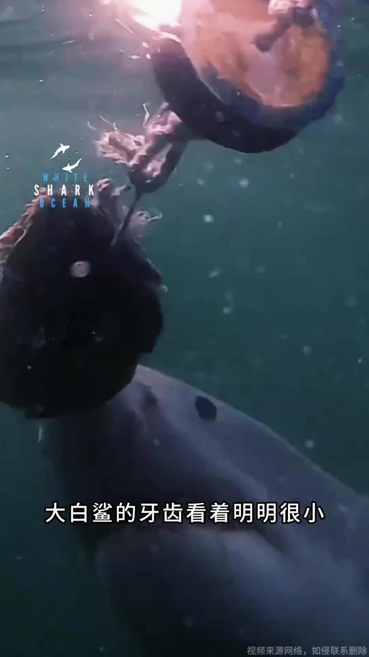 大白鲨牙齿看着很小,为啥还是海洋最恐怖的鲨鱼?