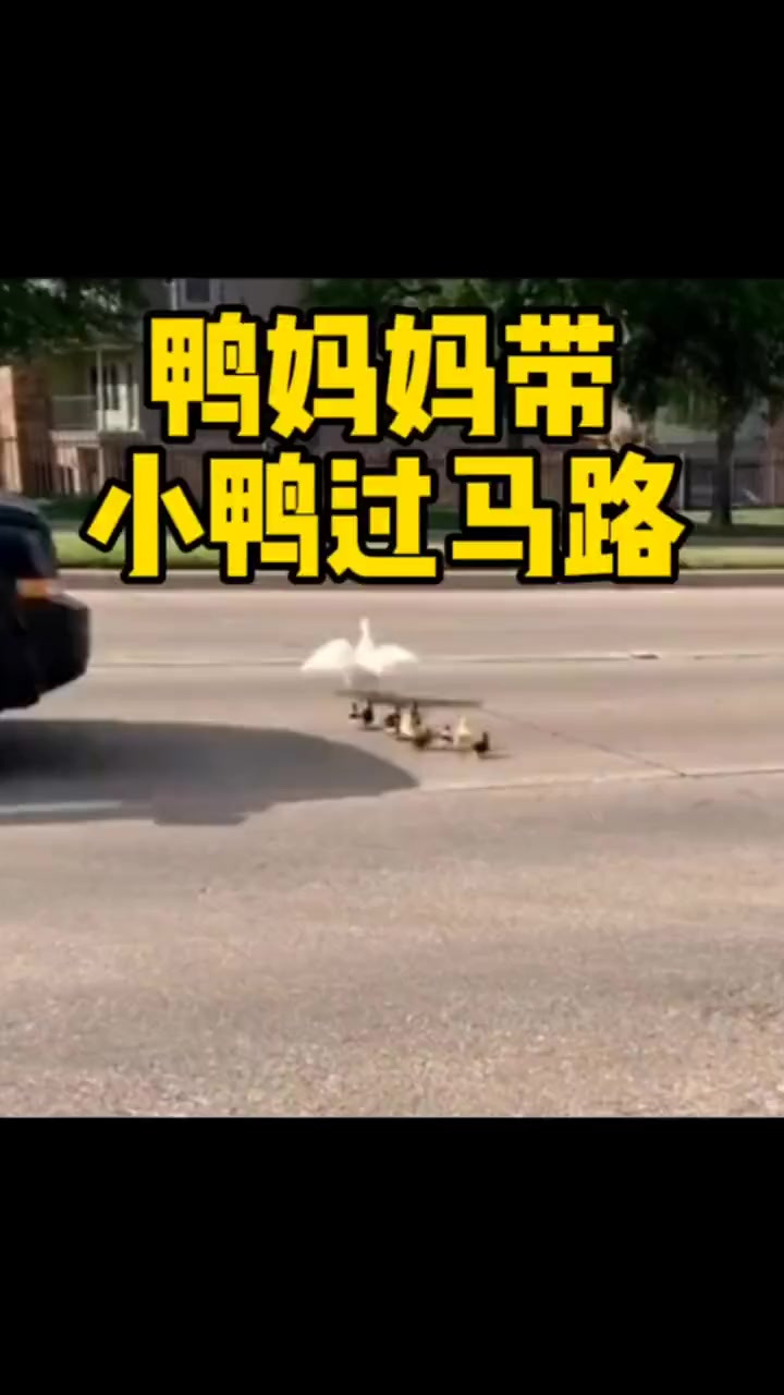 鸭妈妈带着小鸭过马路，汽车来了