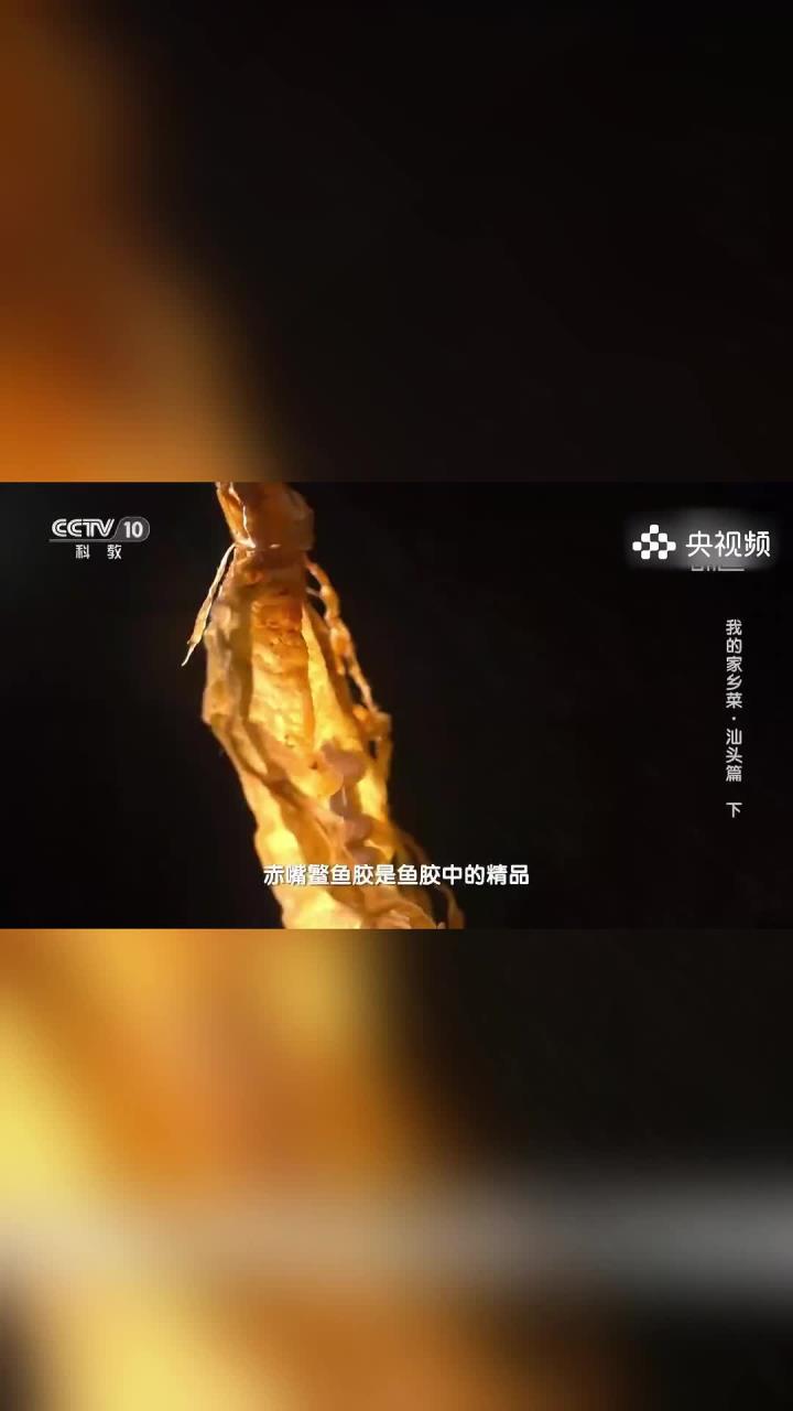 赤嘴鳘鱼营养价值高，用它制作出的鱼胶在世界排名前五名