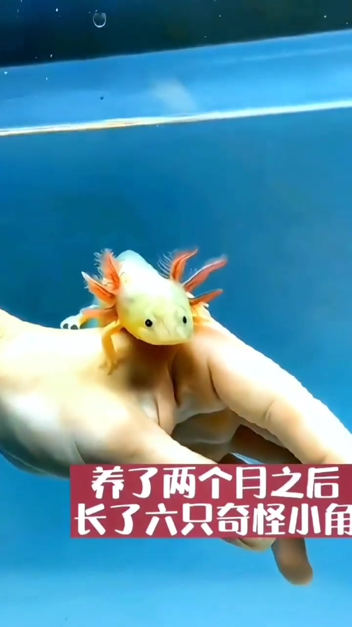 外国小哥在河边捡到一条小鱼,养大之后总是呆呆的越看越奇怪