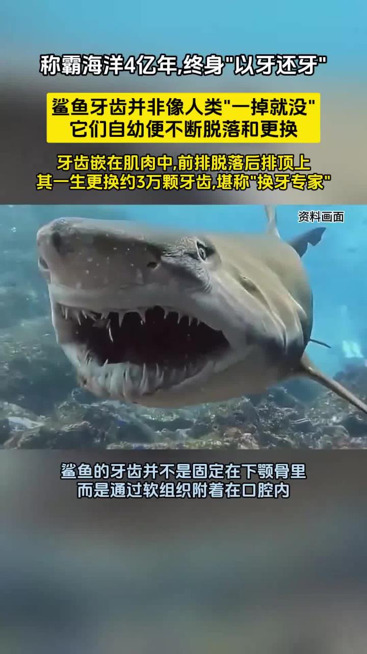 鲨鱼的牙齿究竟有多神奇？一生可更换约3万颗，堪称“换牙大师”