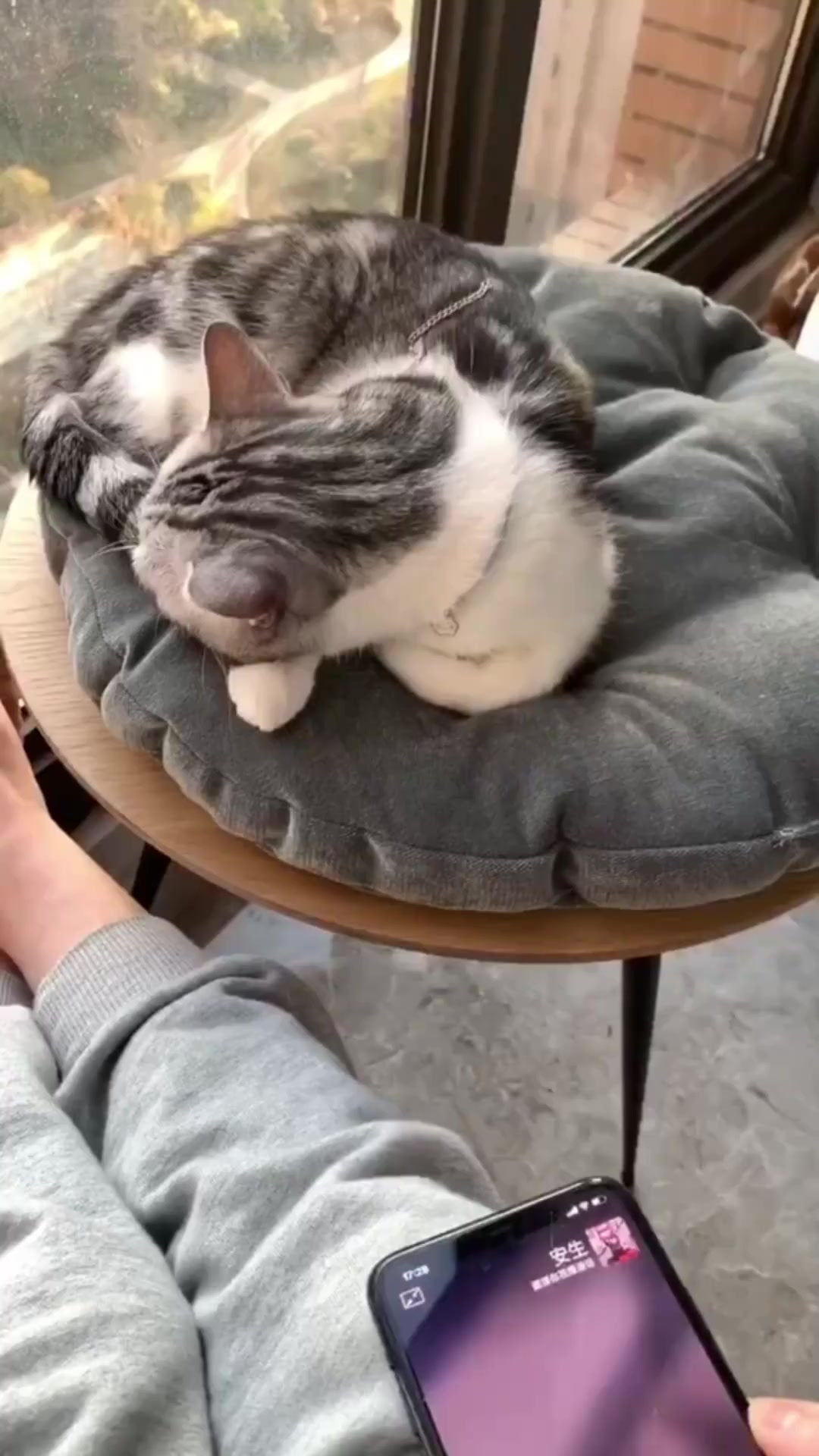 泡芙和安生一起种了猫草 期待发芽哦