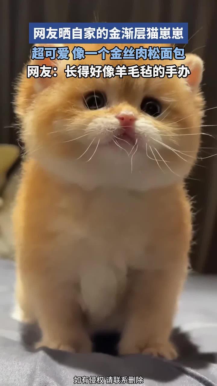 网友晒自家的金渐层猫崽崽,超可爱,像一个金丝肉松面包
