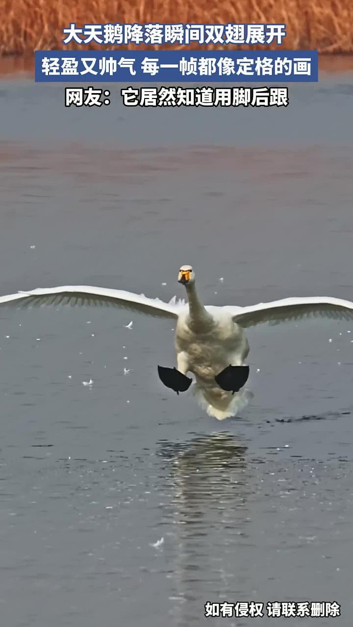 大天鹅降落瞬间双翅展开,轻盈又帅气,每一帧都像定格的画