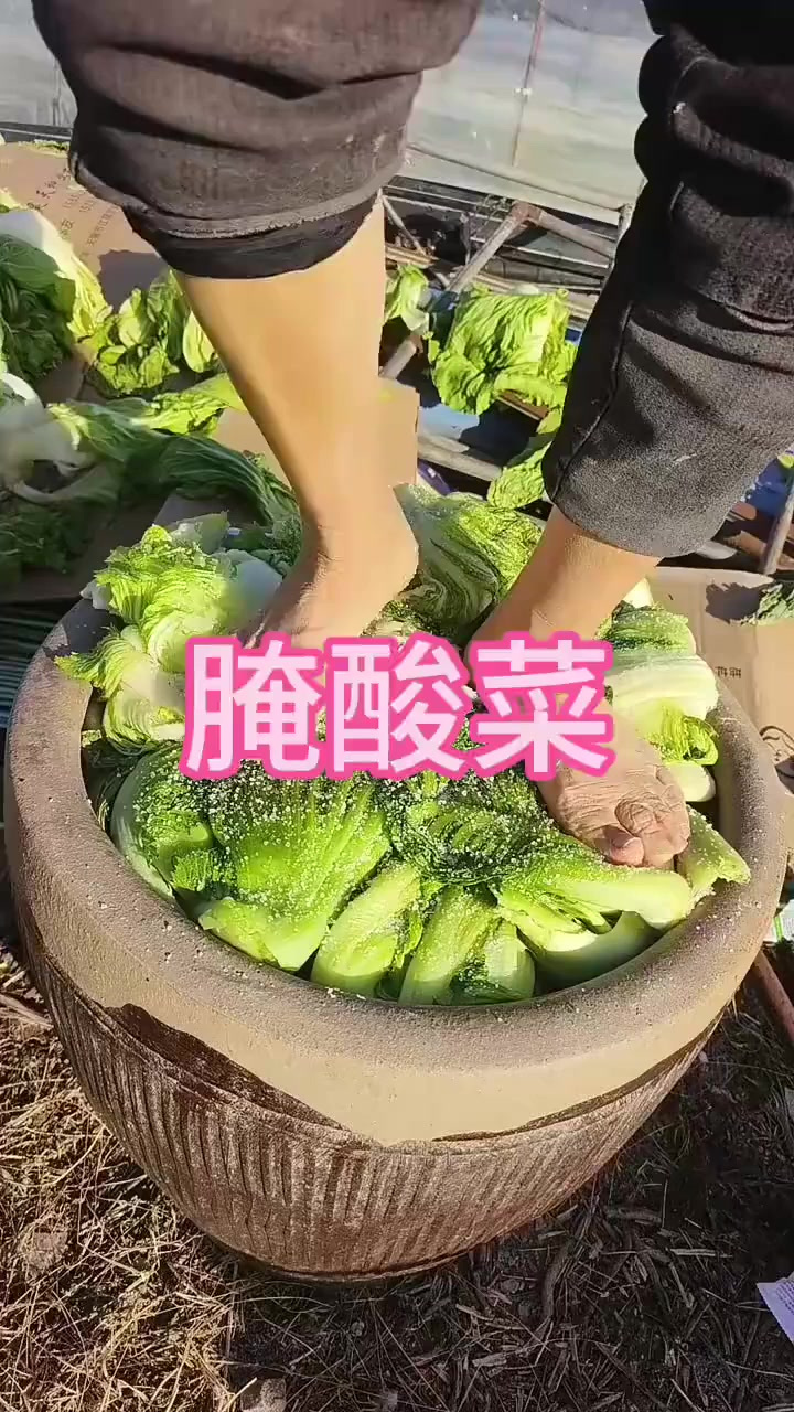 这样腌酸菜你见过吗