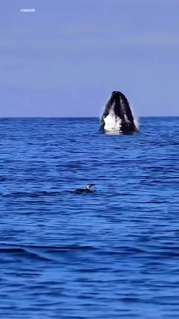 海洋跳跃高手座头鲸，能托着30吨重的身体腾空跃出水面