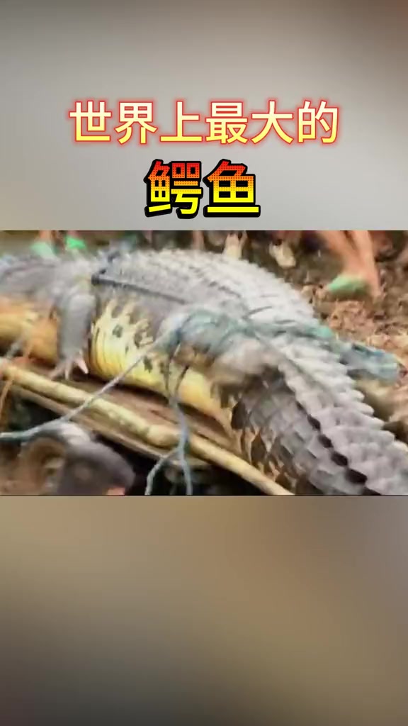 湾鳄世界上最大的爬行动物，一口能咬碎野牛头骨