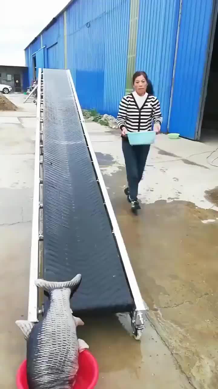 新鲜鱼儿等你来选！