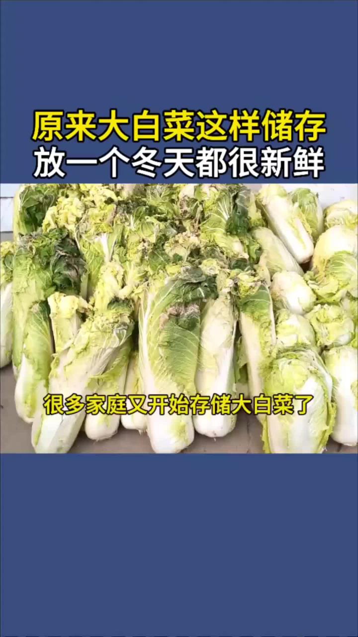 原来大白菜这样储存，放一个冬天都很新鲜，涨知识了！