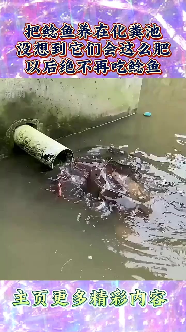 把鲶鱼养在化粪池，没想到它们会这么肥，以后绝不再吃鲶鱼