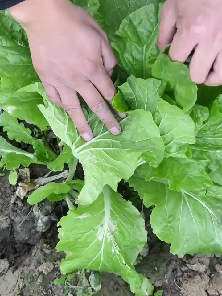 白菜卷心菜生长全记录，快速了解种植技巧！