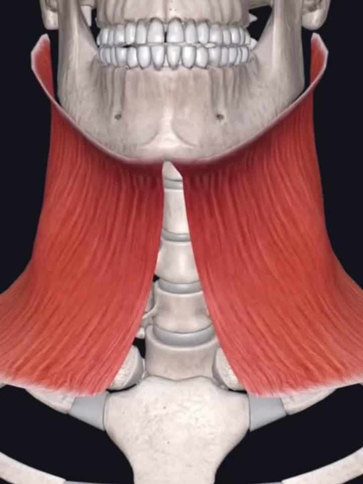 颈阔肌全解析：揭秘颈部肌肉的隐藏功能