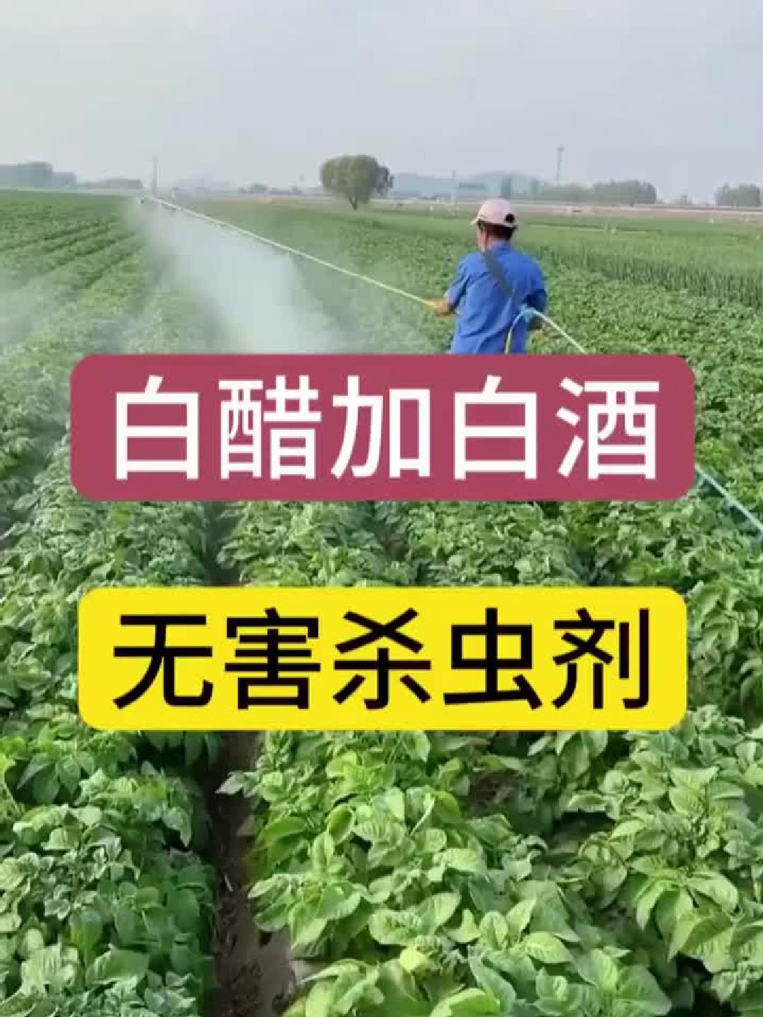 白醋杀虫最佳配方