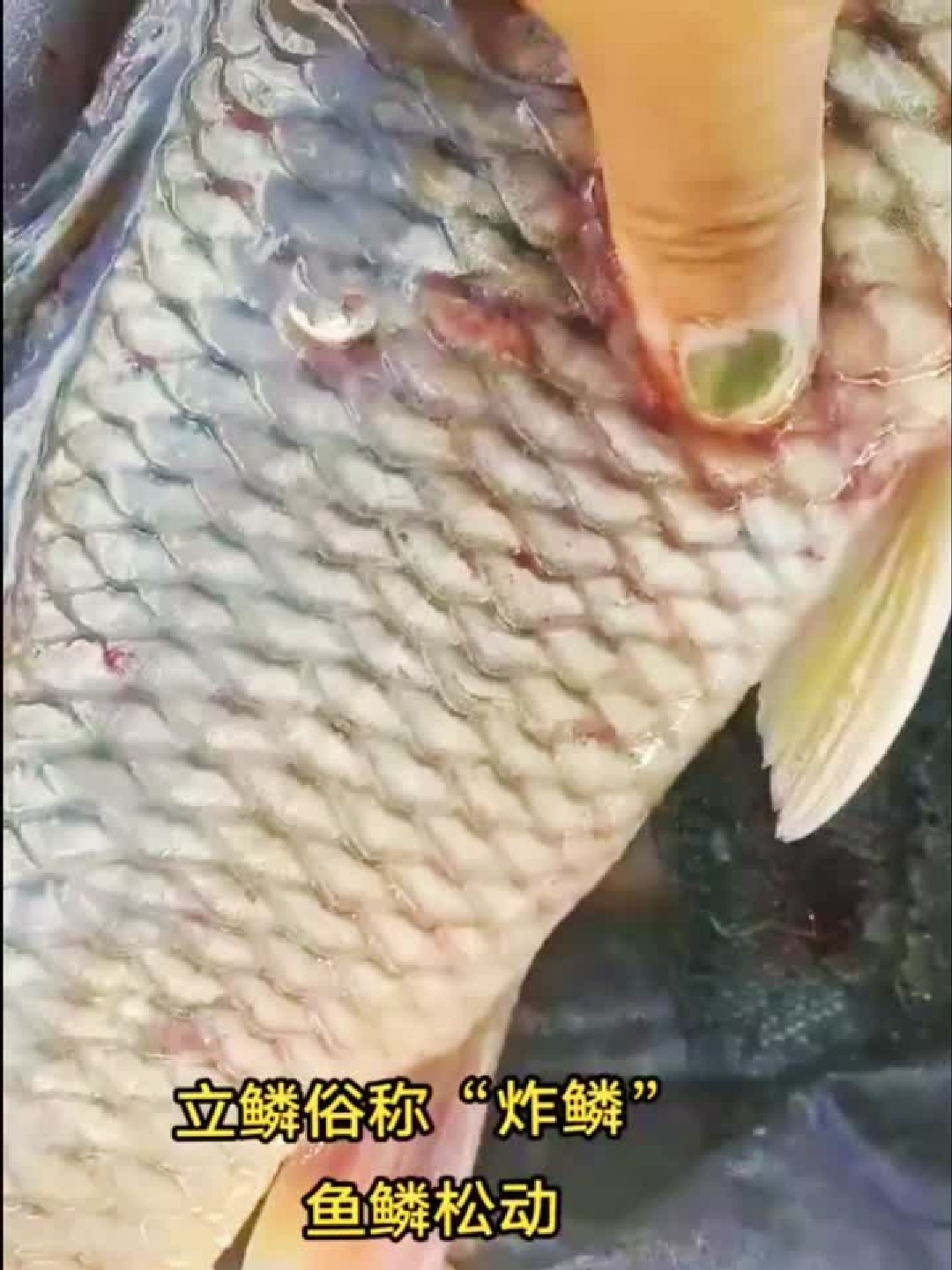 鱼鳞为什么会竖起来，松动？