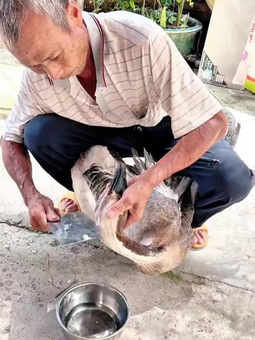 老头子健哥杀鹅的好方法分享大家