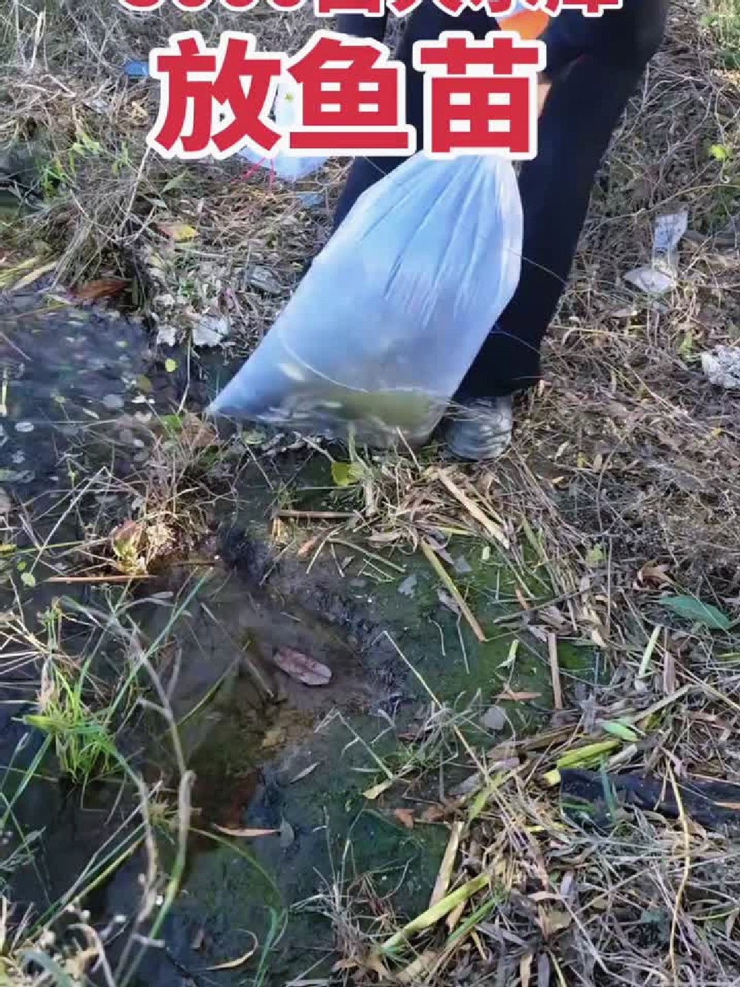 5000亩大水库放鱼苗！