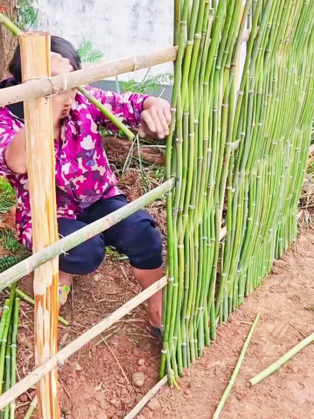 菜园围竹篱笆，编制技巧