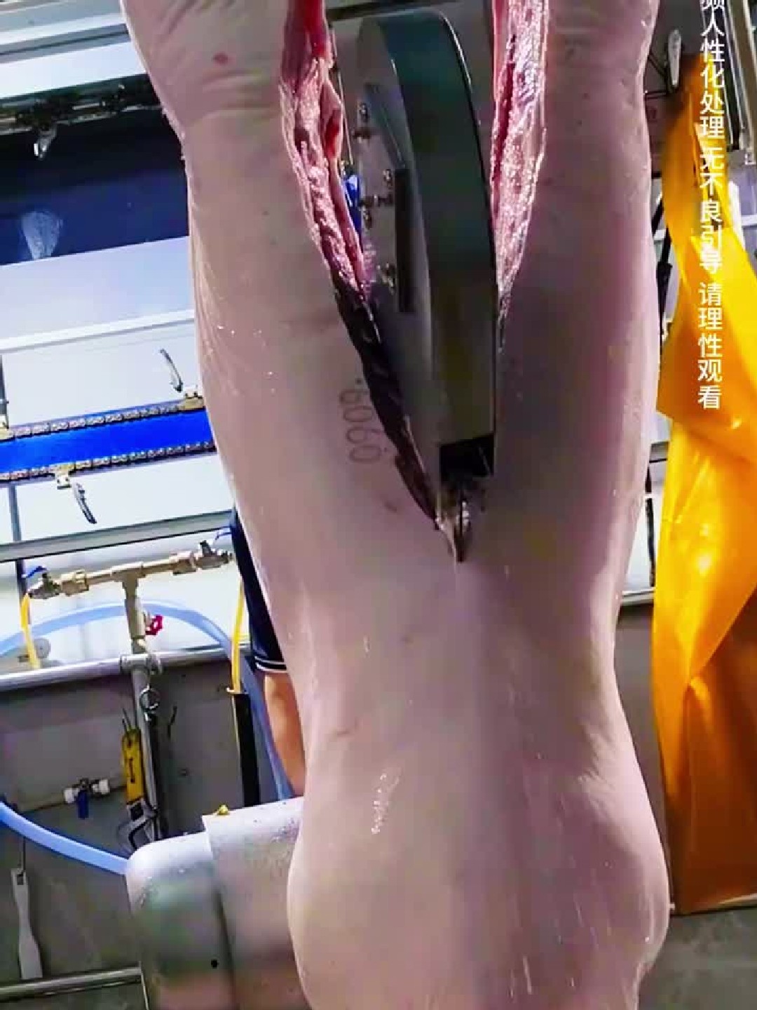 这猪肉一看就新鲜