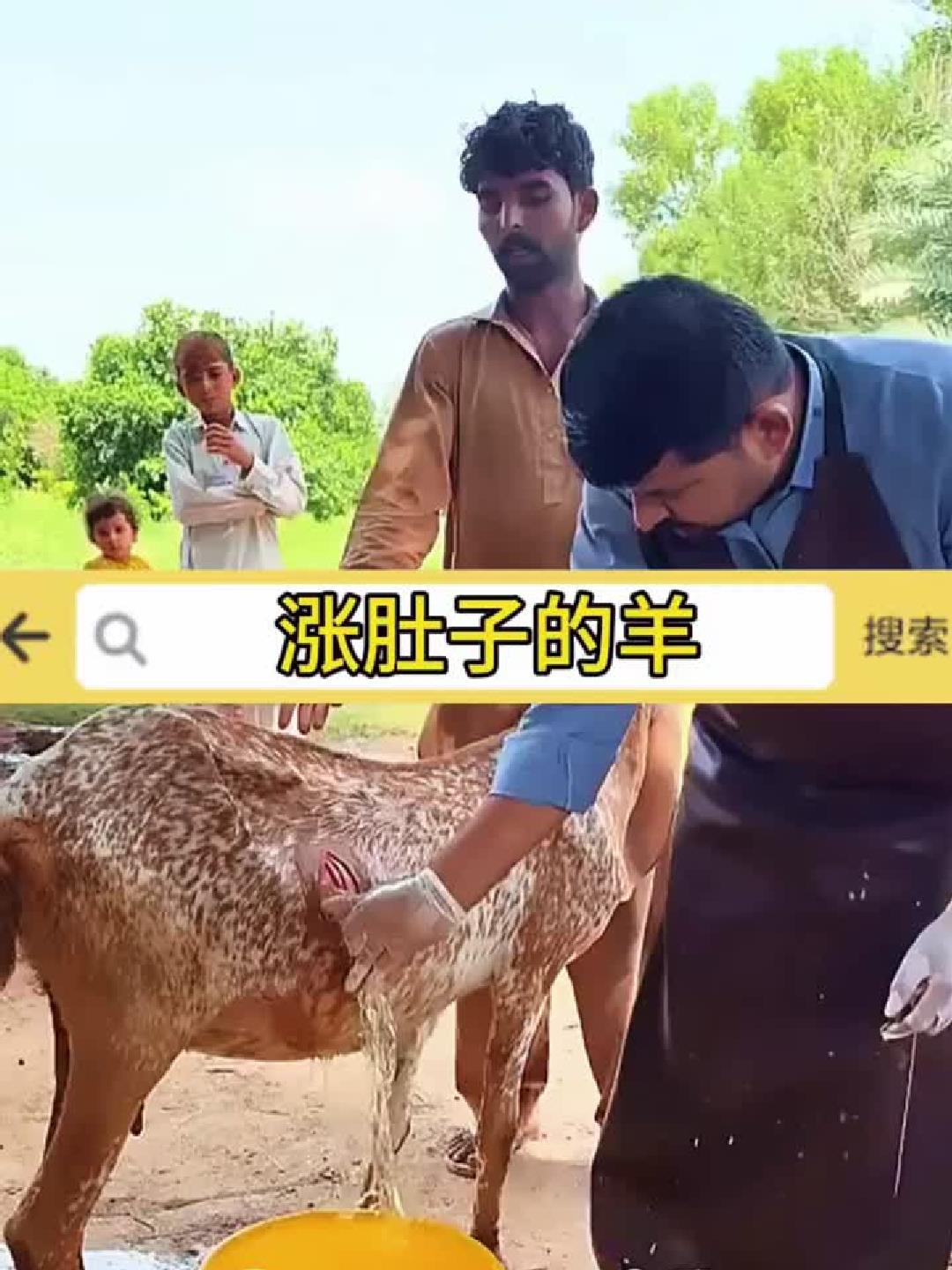 涨肚子的羊,肚子里都是水