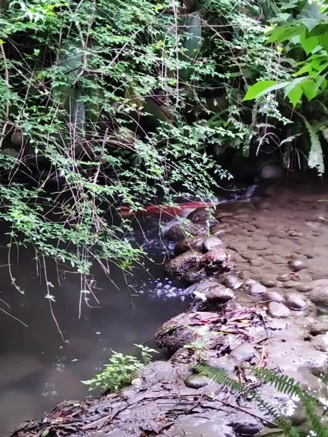 鲤鱼跃龙门