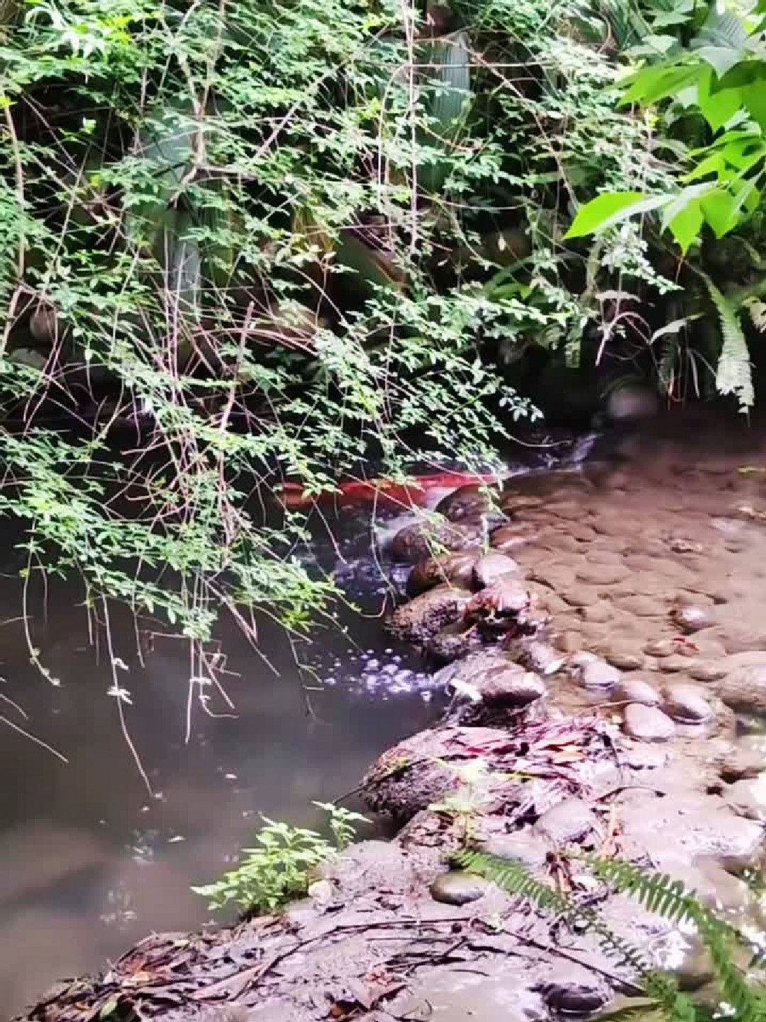 鲤鱼跃龙门
