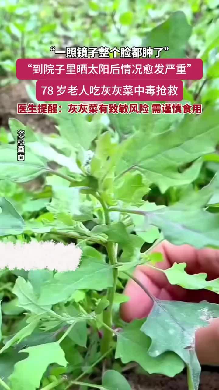 健康分享：78岁老人吃灰灰菜中毒进医院抢救，医生建议谨慎食用灰灰菜