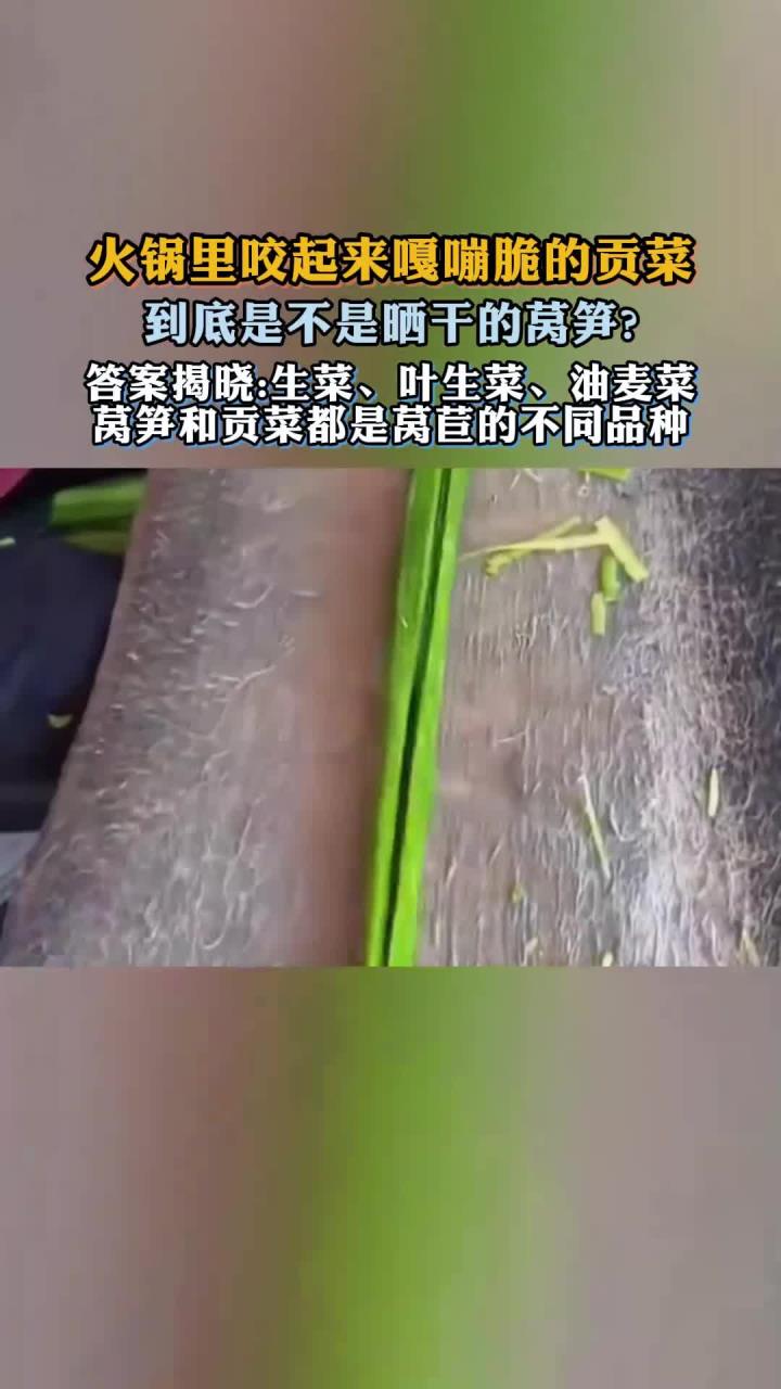 火锅里咬起来嘎嘣脆的贡菜，到底是不是晒干的莴笋？