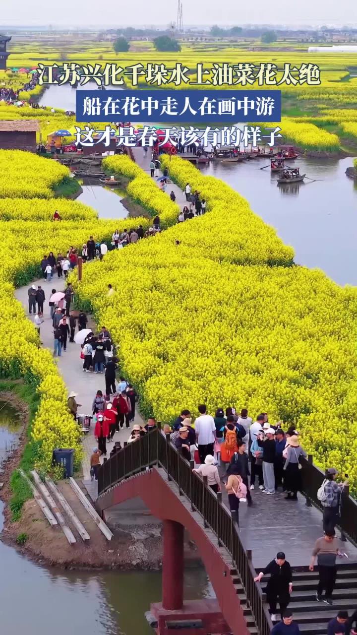 江苏兴化千垛水上早春油菜花太绝,船在花中走人在画中游,这才是春天该有的样子!