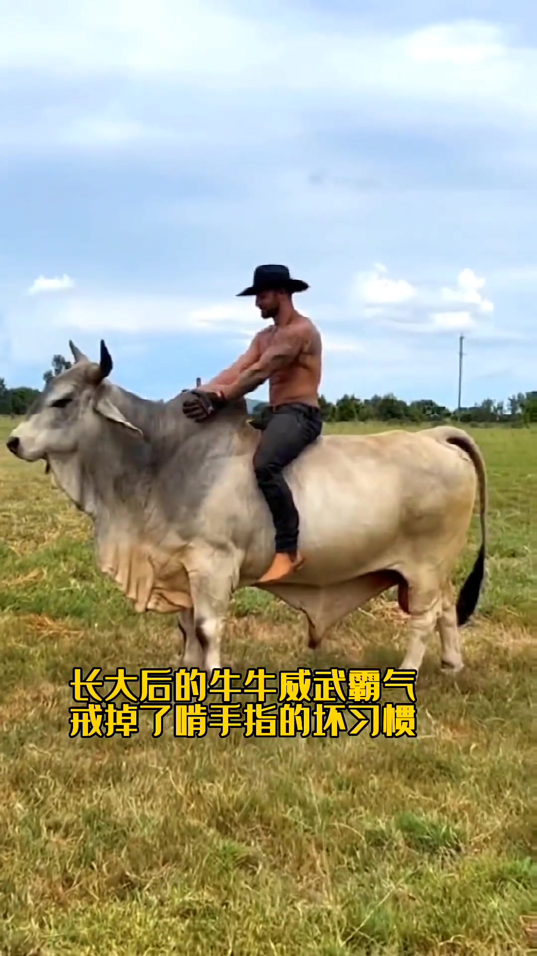 肌肉男花高价买只小牛当宠物,没想到长大后如此威武霸气