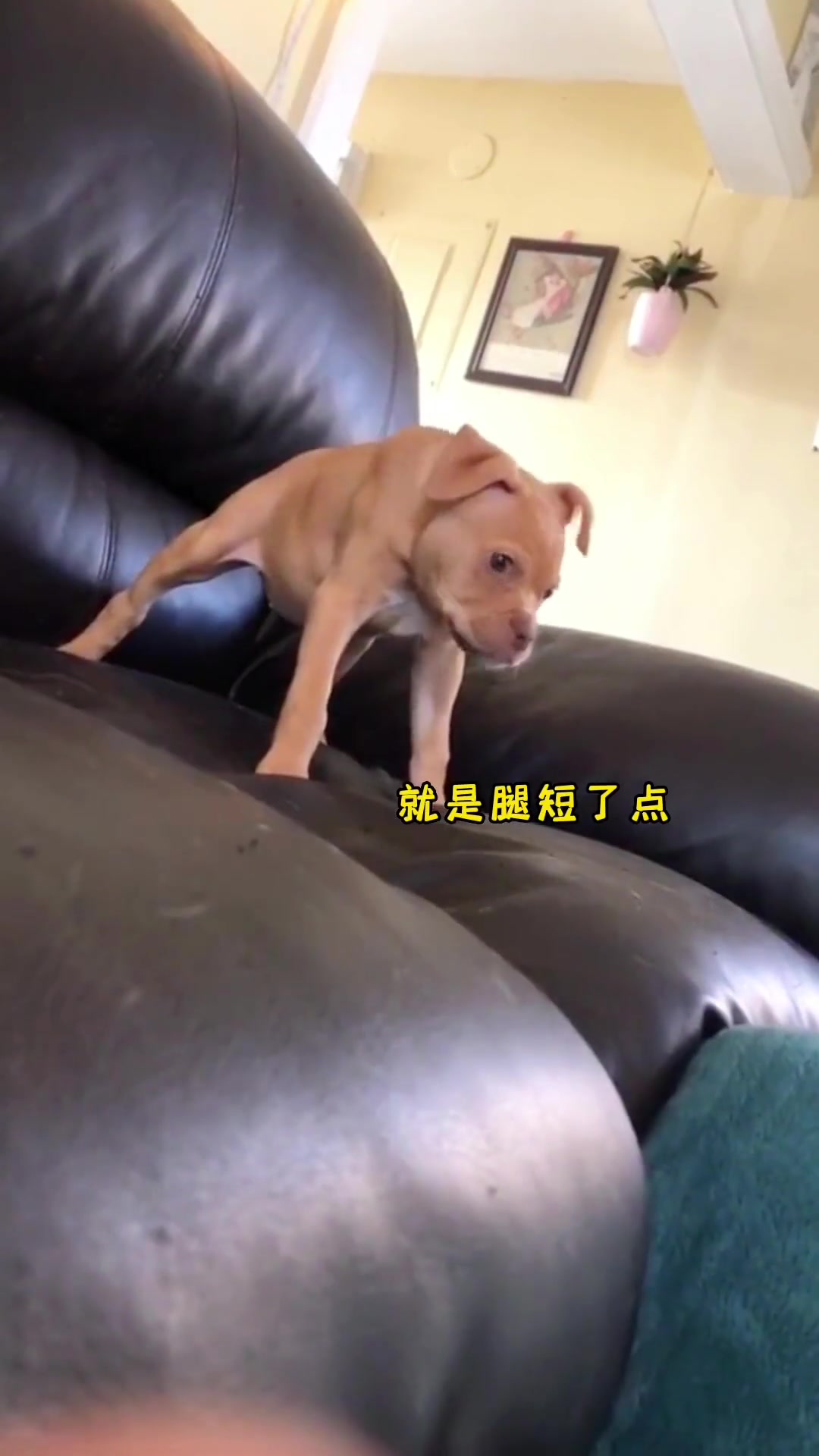 这是什么品种狗狗