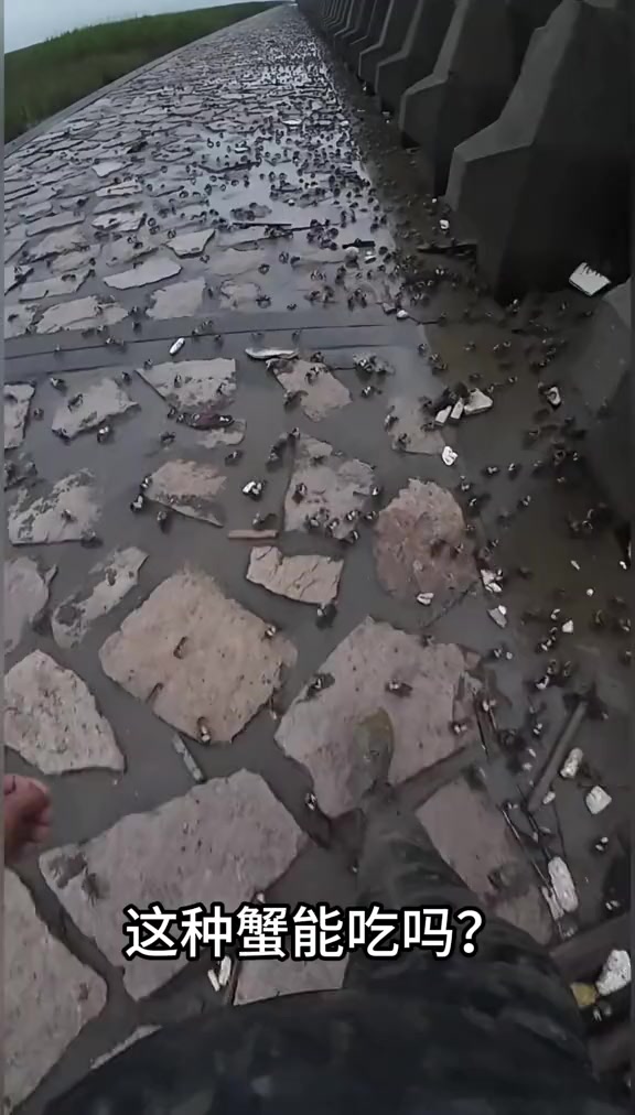 蚝里蟹？不肉？带你认识十种螃蟹！