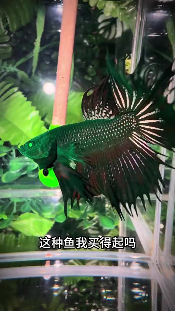 带你认识12种奇特的观赏鱼