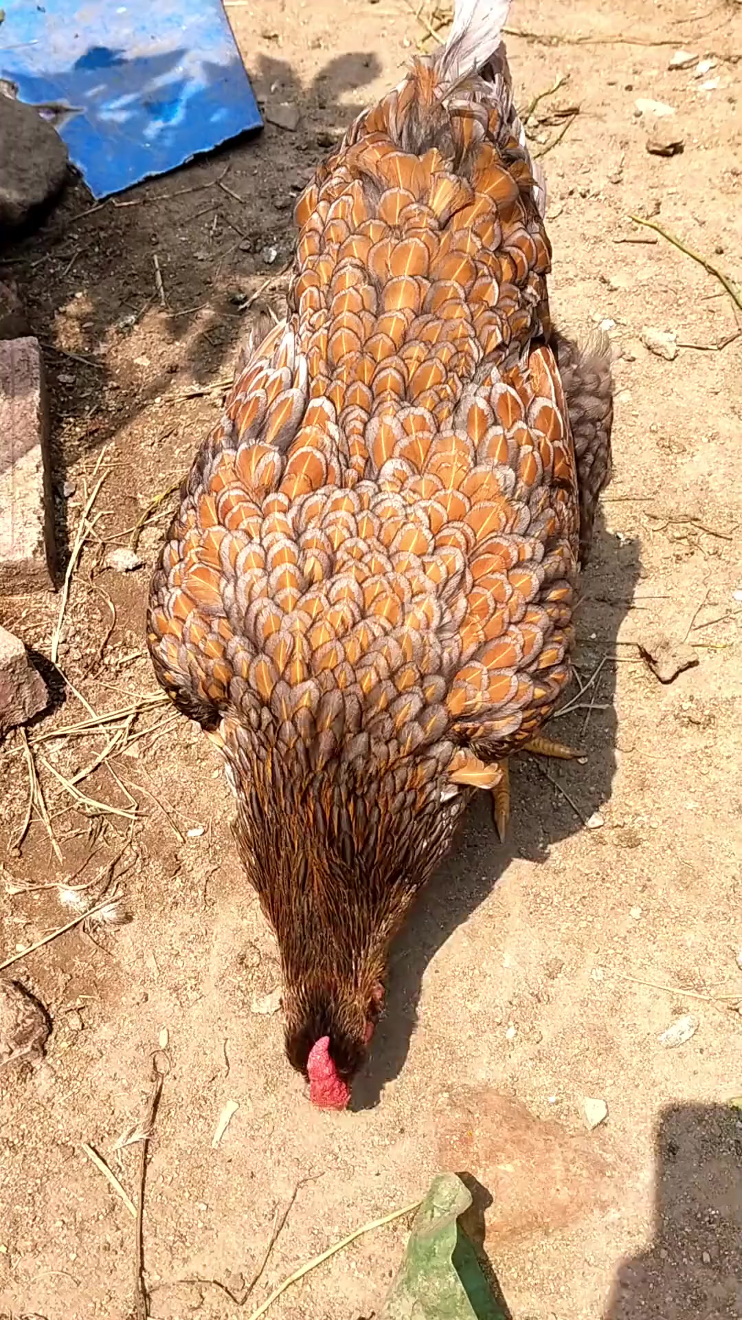 这鸡值钱吗？
