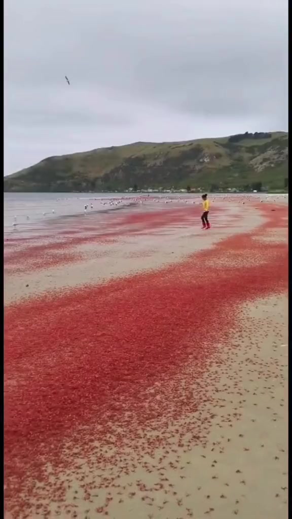 虾的十几种品种科普