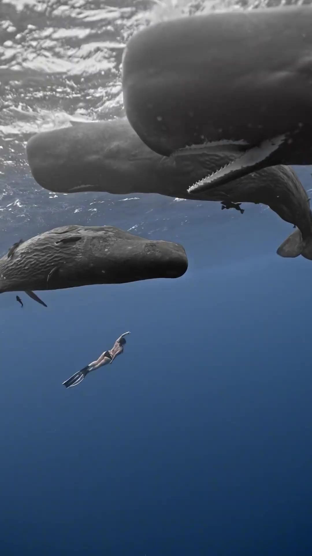 给大家分享12种鲸鱼，太震撼了